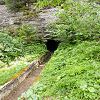 Plants: image 162 Of 208 Thumb